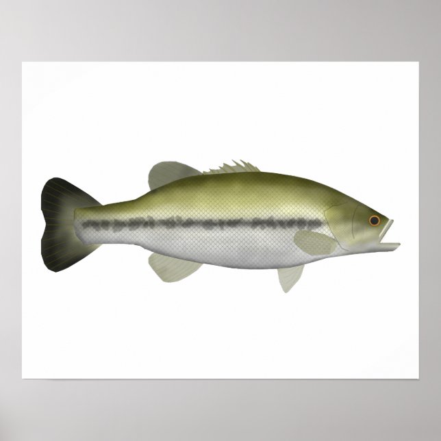 Largemouth Bass Poster (Framsidan)