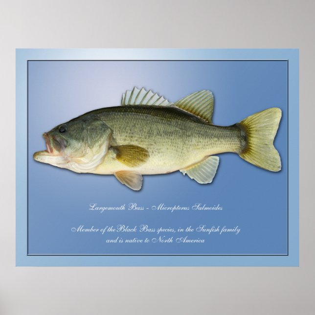 Largemouth Bass Poster (Framsidan)