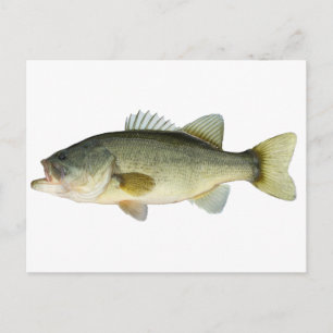 Largemouth Bass Vykort