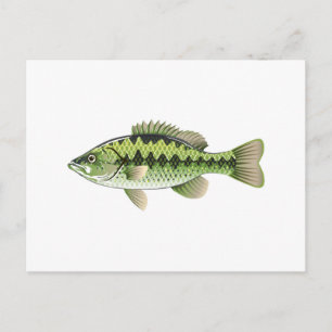 Largemouth Spoted Grönt American Bass Vector Vykort