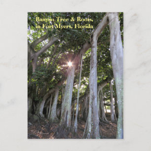 Largest Banyan träd Fort Myers Florida-vykort Vykort