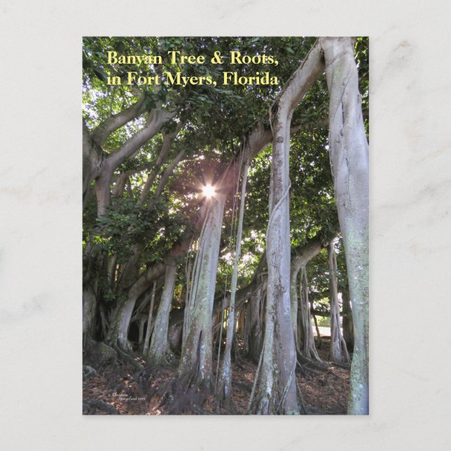 Largest Banyan träd Fort Myers Florida-vykort Vykort (Framsida)