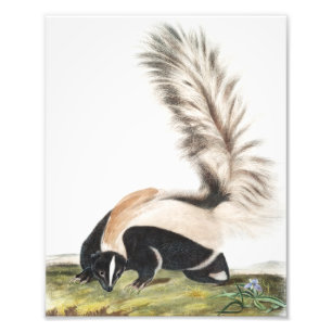 LargeTailed Skunk Mephitis macroura Illustration Fototryck