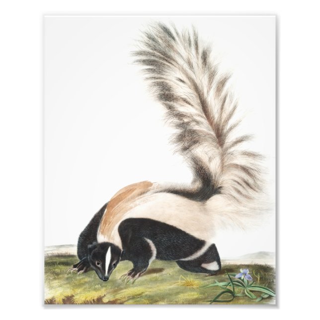 LargeTailed Skunk Mephitis macroura Illustration Fototryck (Framsidan)
