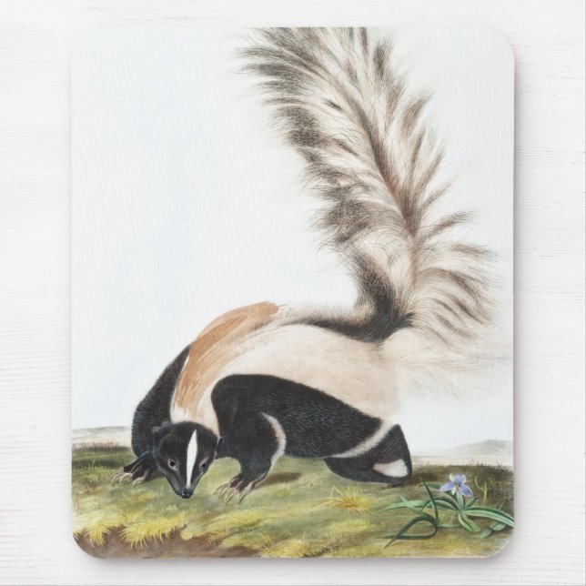 LargeTailed Skunk Mephitis macroura Illustration Musmatta (Framsidan)