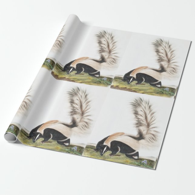 LargeTailed Skunk Mephitis macroura Illustration Presentpapper (Utrullad)