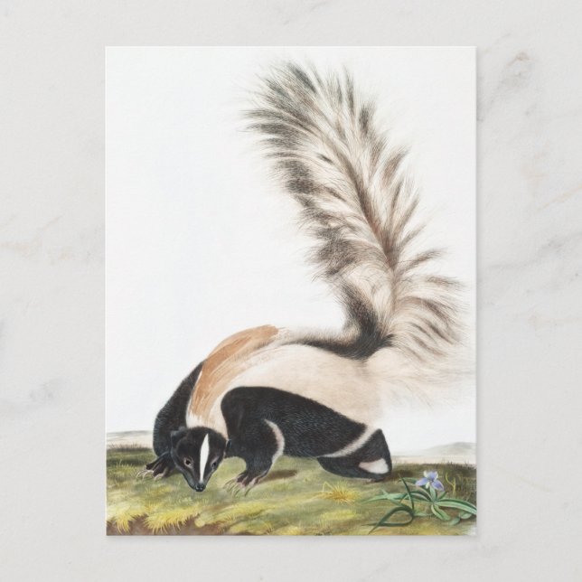 LargeTailed Skunk Mephitis macroura Illustration Vykort (Framsida)