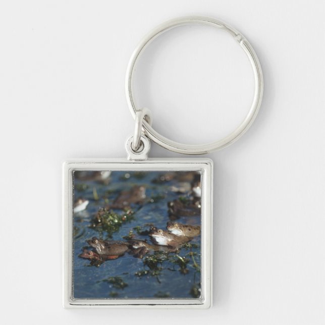 Lårgrodor Fyrkantig Silverfärgad Nyckelring (Framsidan)