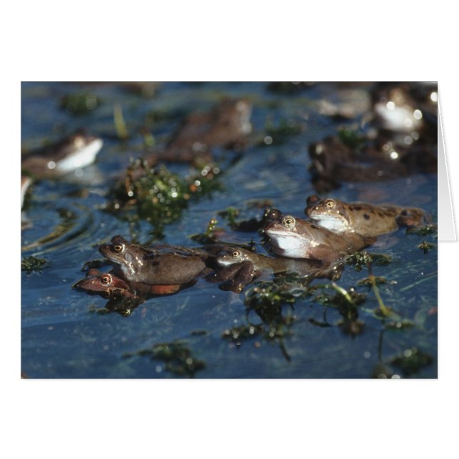 Lårgrodor Hälsningskort (Framsidan Horizontal)