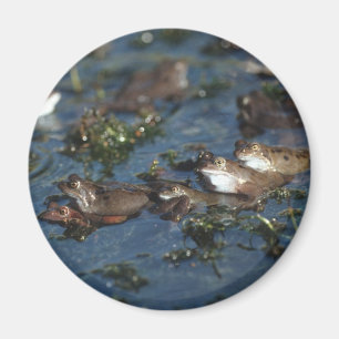 Lårgrodor Magnet