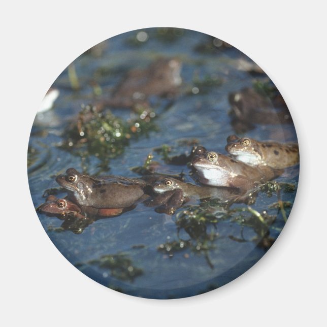 Lårgrodor Magnet (Framsidan)