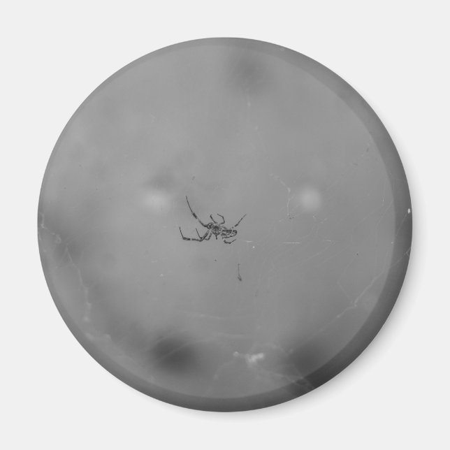 Larinioides sclopetarius magnet (Framsidan)