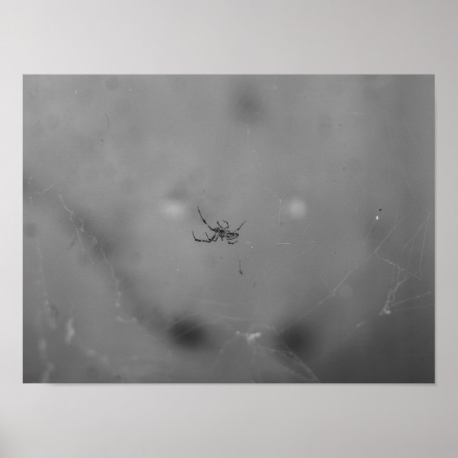 Larinioides sclopetarius poster (Framsidan)