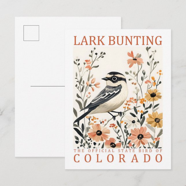 Lark Bunting Bird of Colorado USA Travel Vykort (Fram/baksida)