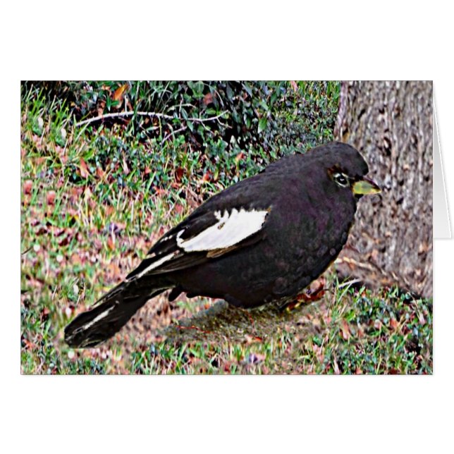 Lark Bunting (Colorado) Hälsningskort (Framsidan Horizontal)