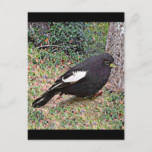 Lark Bunting (Colorado) Vykort