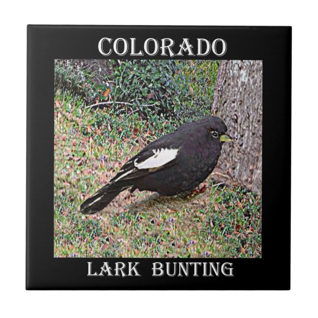 LarkBunting (Colorado) Kakelplatta (Framsidan)
