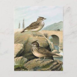 Larks Vintage Bird Illustration Vykort