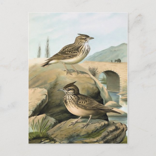 Larks Vintage Bird Illustration Vykort (Framsida)