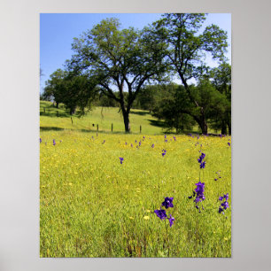 Larkspur Fält, Fence Poster