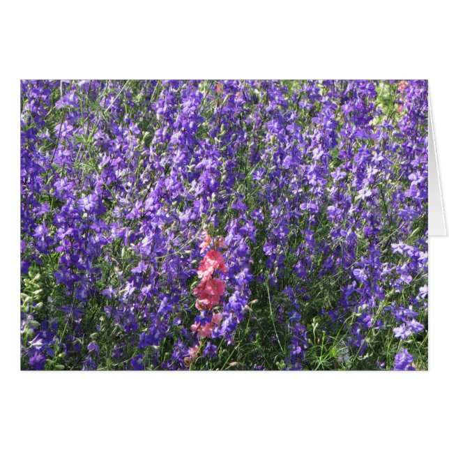 Larkspur Hälsningskort (Framsidan Horizontal)