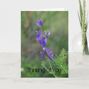 Larkspur Känn bättre Kort