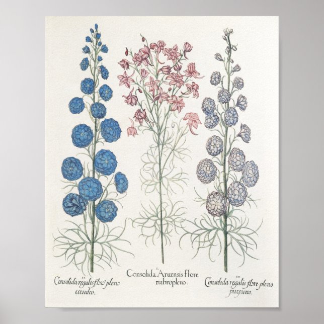 Larkspur Poster (Framsidan)