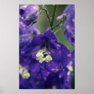 Larkspur (riddarsporren Hybride) blommor Poster
