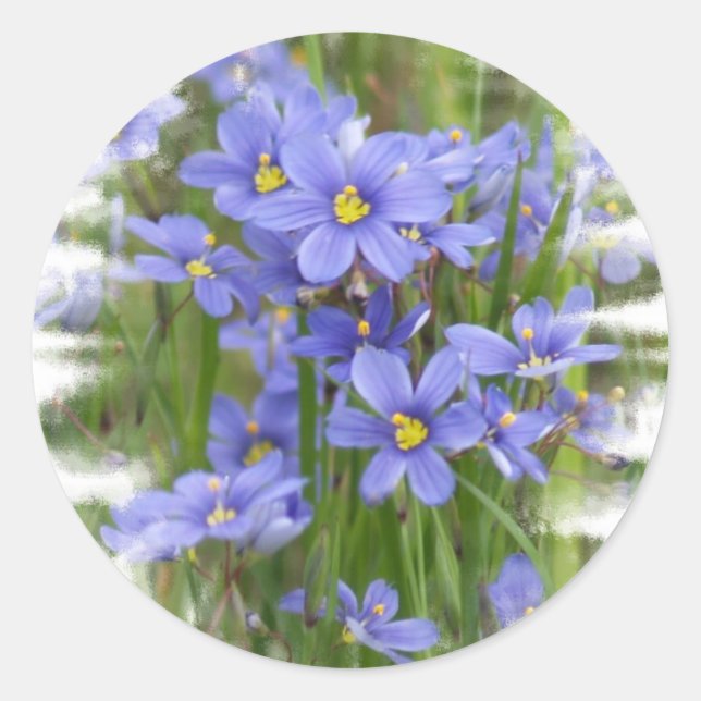 Larkspurs Runt Klistermärke (Framsida)