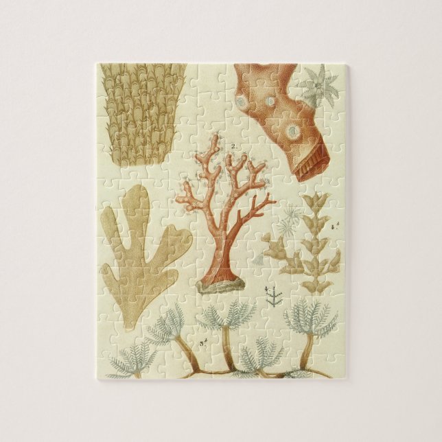 Lärobok i biologi, gamla koralldjur pussel (Vertikal)