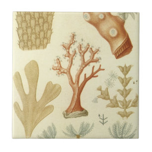 Lärobok i naturvetenskap biologi, antika koralldju kakelplatta