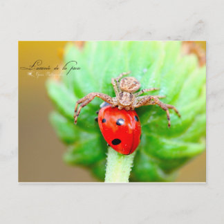 L'arrivée de la proie vykort