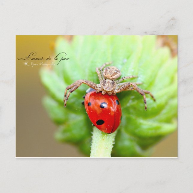 L'arrivée de la proie vykort (Framsida)