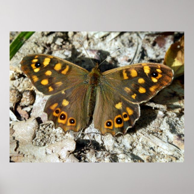 Lasiommata Westwood Butterfly Poster (Framsidan)