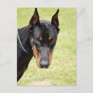 läskig dobermann vykort