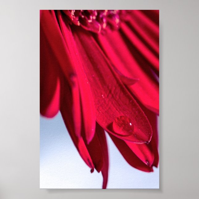 Lass Blüten Sprechen Poster (Framsidan)