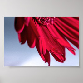 Lass Blüten Sprechen Poster