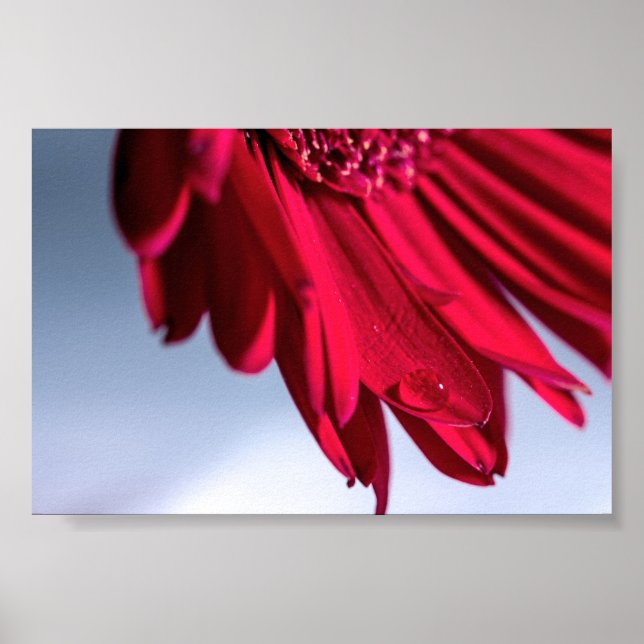 Lass Blüten Sprechen Poster (Framsidan)