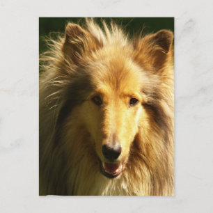 Lassie Collie Postcard Vykort