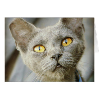 Last Hope's Jean Grått Hälsningskort