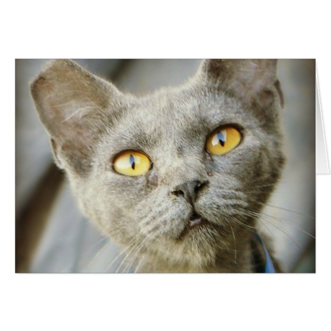 Last Hope's Jean Grått Hälsningskort (Framsidan Horizontal)