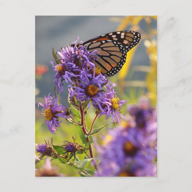 Last Monarch Butterfly Vykort (Framsida)