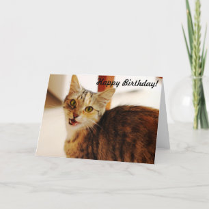 Låt denna katt önska en grattis på födelsedagen! kort