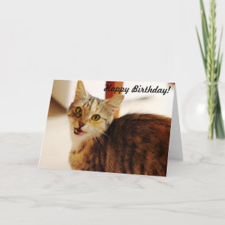 Låt denna katt önska en grattis på födelsedagen! kort