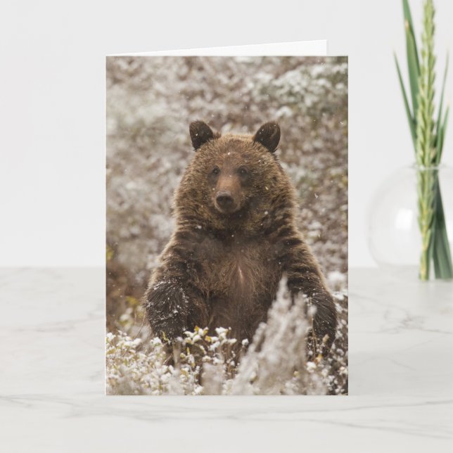 "Låt det snöa"-Helgdag Kort (Framsida)