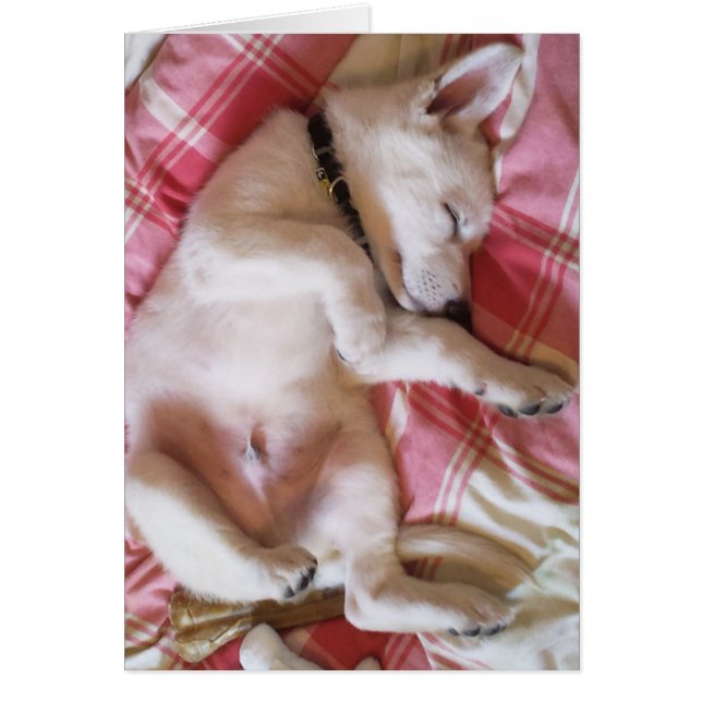 Låt Hundar Ljuga kort (Framsidan)