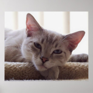 Lat kattunge, affisch för Bengal Siamese kattfoto