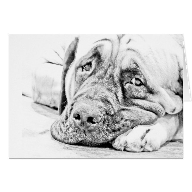 Lat Mastiff Hälsningskort (Framsidan Horizontal)