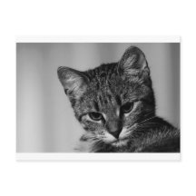 Låt mig se.. (skeptisk katt)