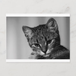 Låt mig se.. (skeptisk katt) vykort